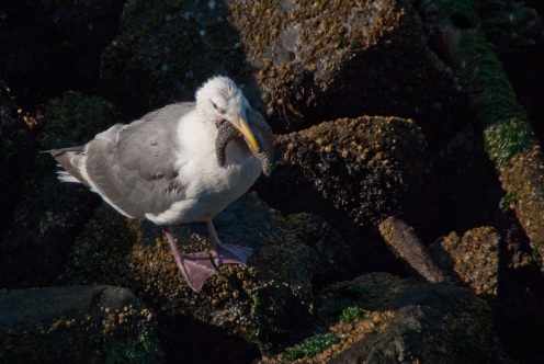 Glaucous-Winged Gull with Starfish