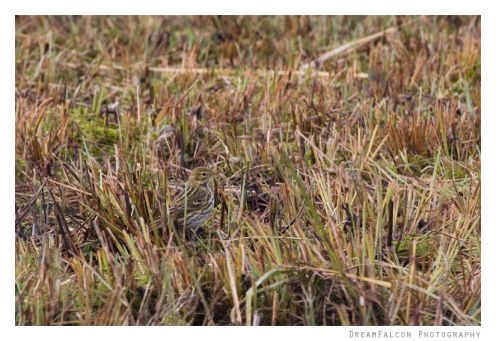 Meadow Pipit - Anthus pratensis - Wiesenpieper